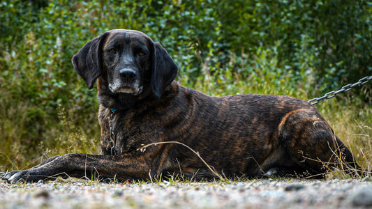 Hundträning - hur tränar Rasmus sina hundar?