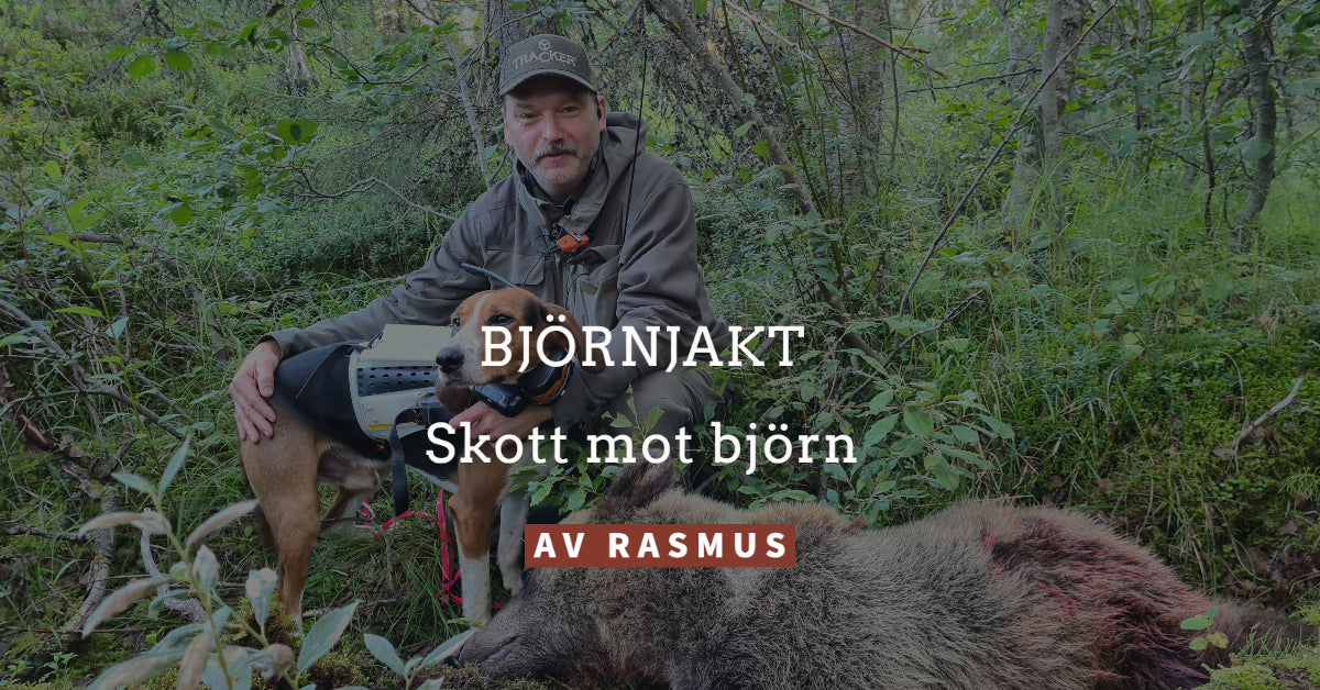 Skott mot björn