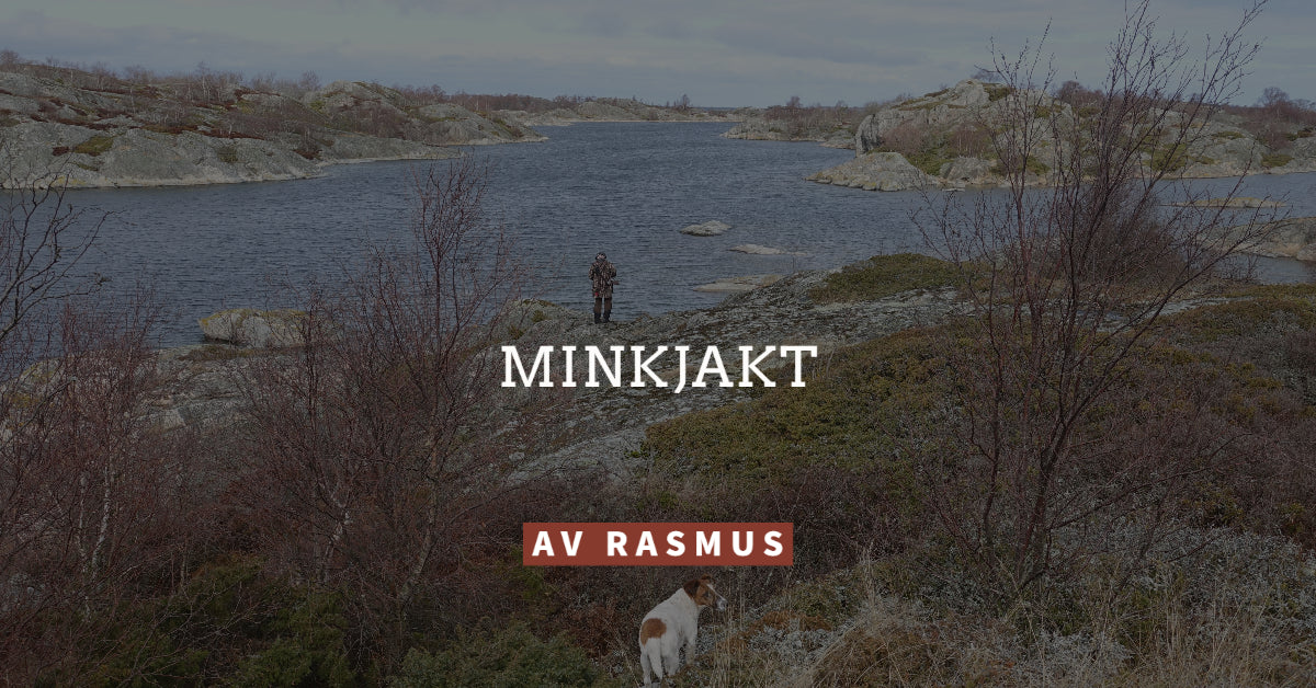 Minkjakt med hund.