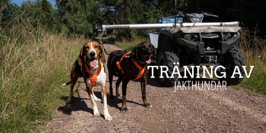 Träning av jakthundar