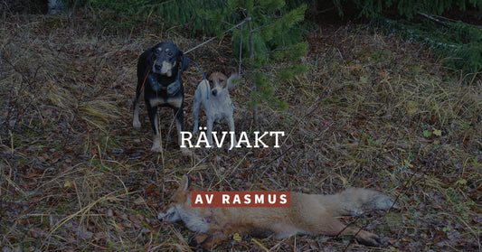 Rävjakt
