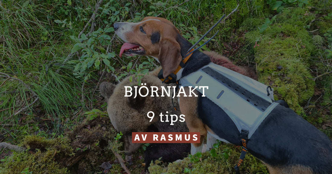 9 tips för en lyckad björnjakt