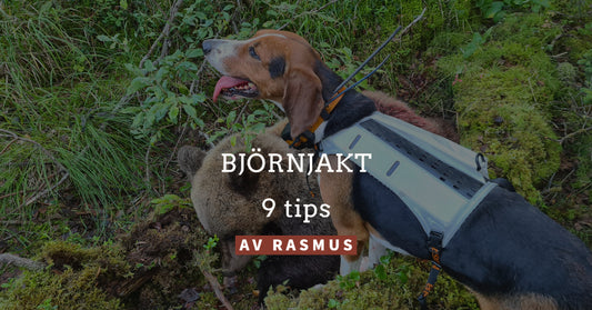 9 tips för en lyckad björnjakt