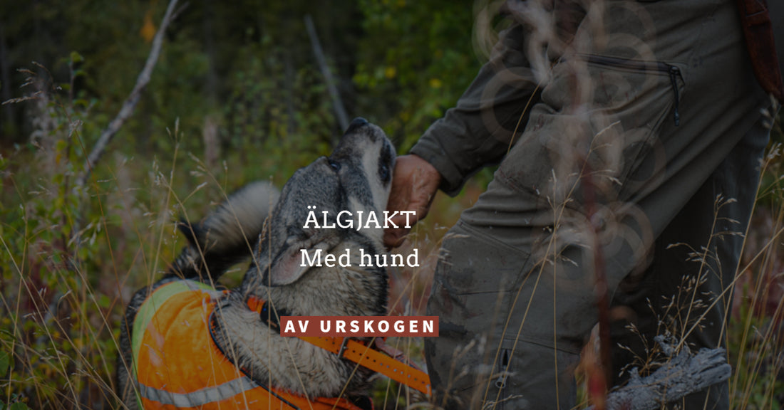 Älgjakt med hund