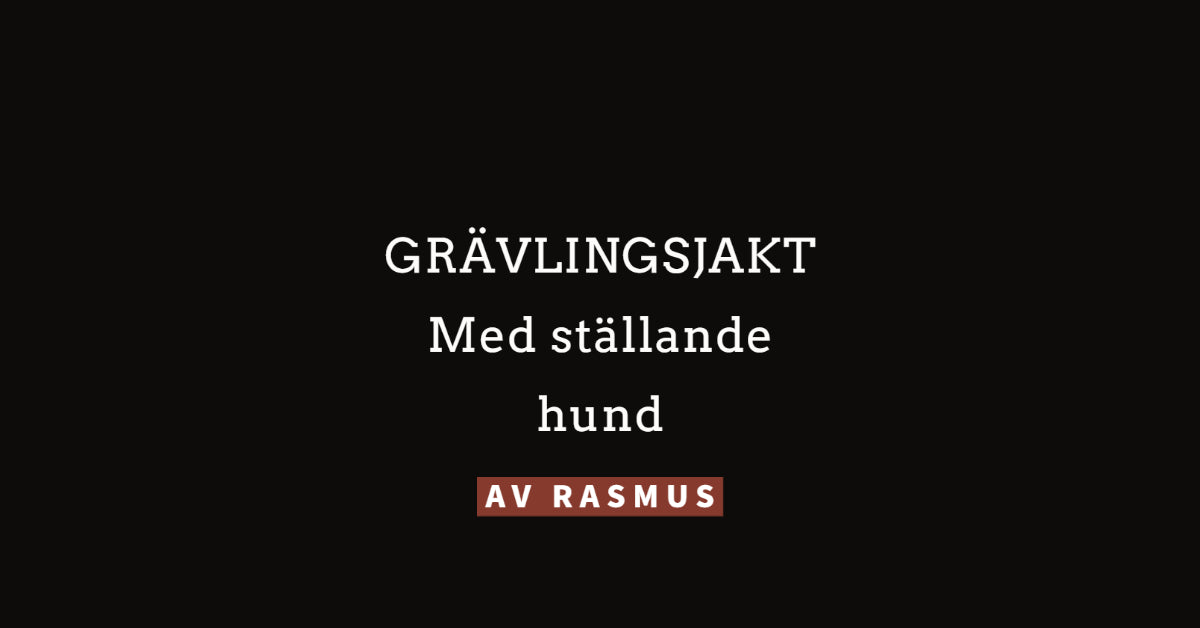 Grävlingsjakt med ställande hund.