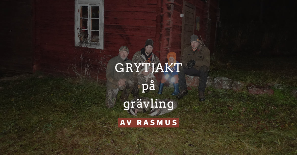 Grytjakt på grävling