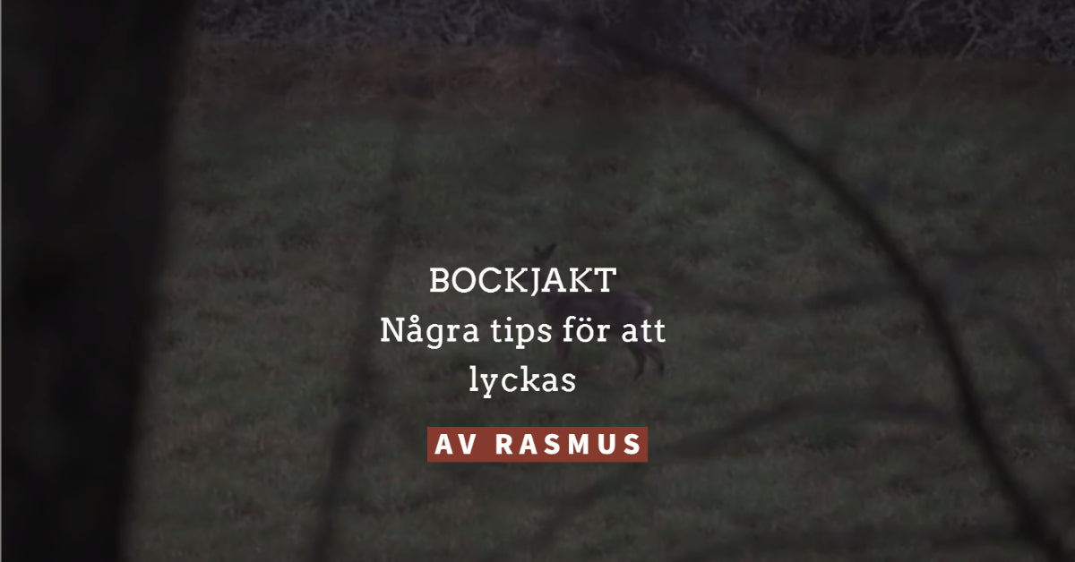 Bockjakt - några tips för att lyckas lite bättre