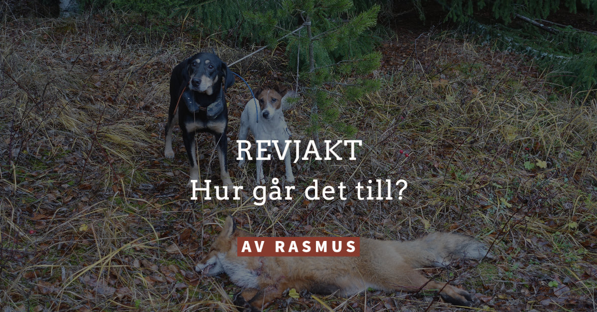 Rävjakt - hur går det till egentligen?