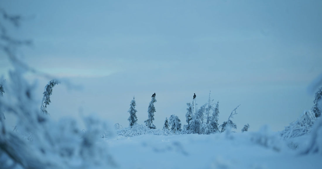 Toppfågeljakt, inskjutning. Del 2.